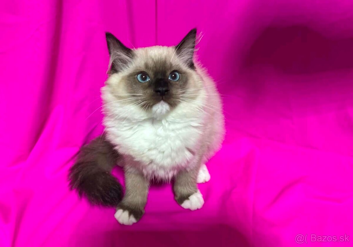 Ragdoll koťátka - 2