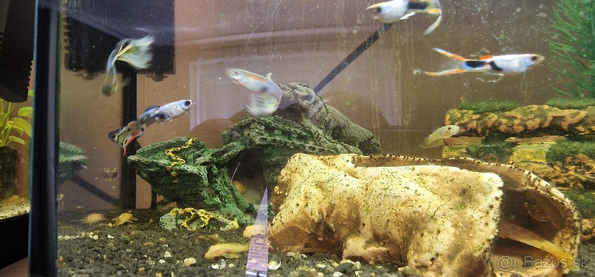 Guppy mix a prísavníky Ancistrus - 2