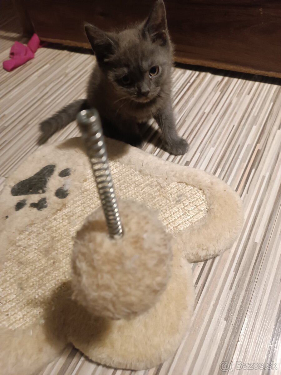 Britske maciatka - 2