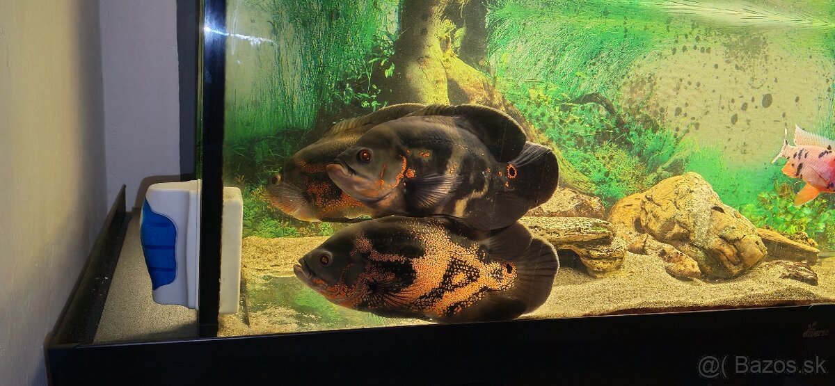 Ocellatus, cichlida pavia - 2