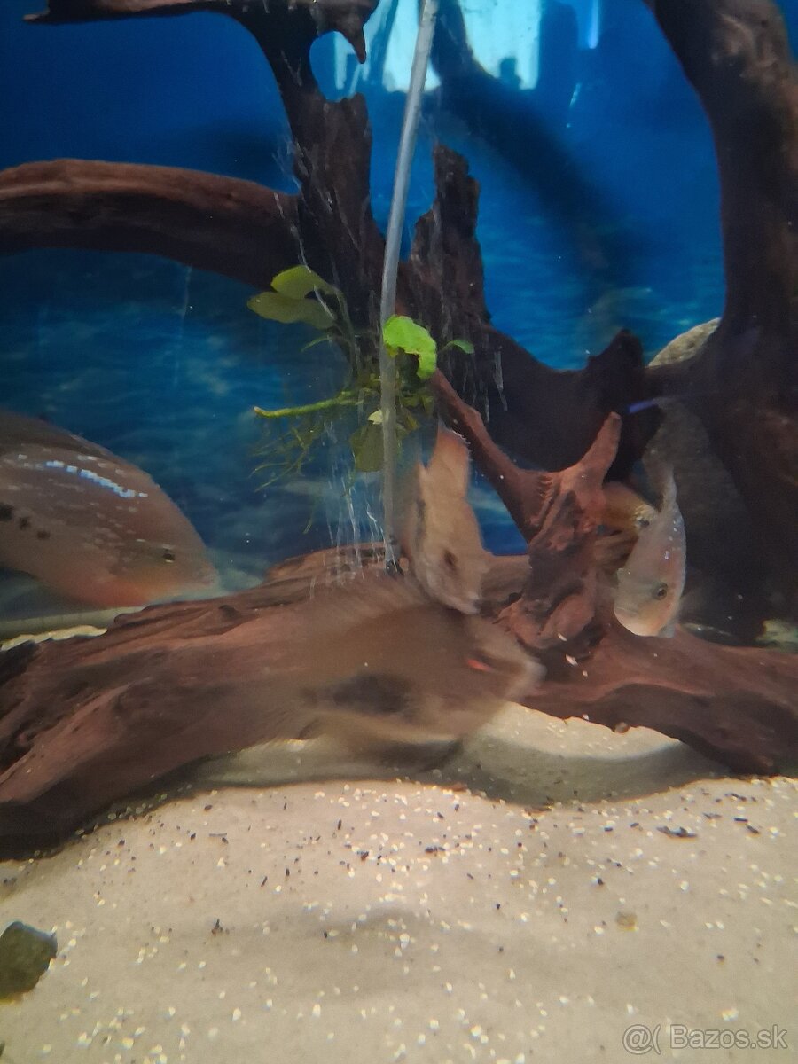 Uaru amphiacanthoides - 2