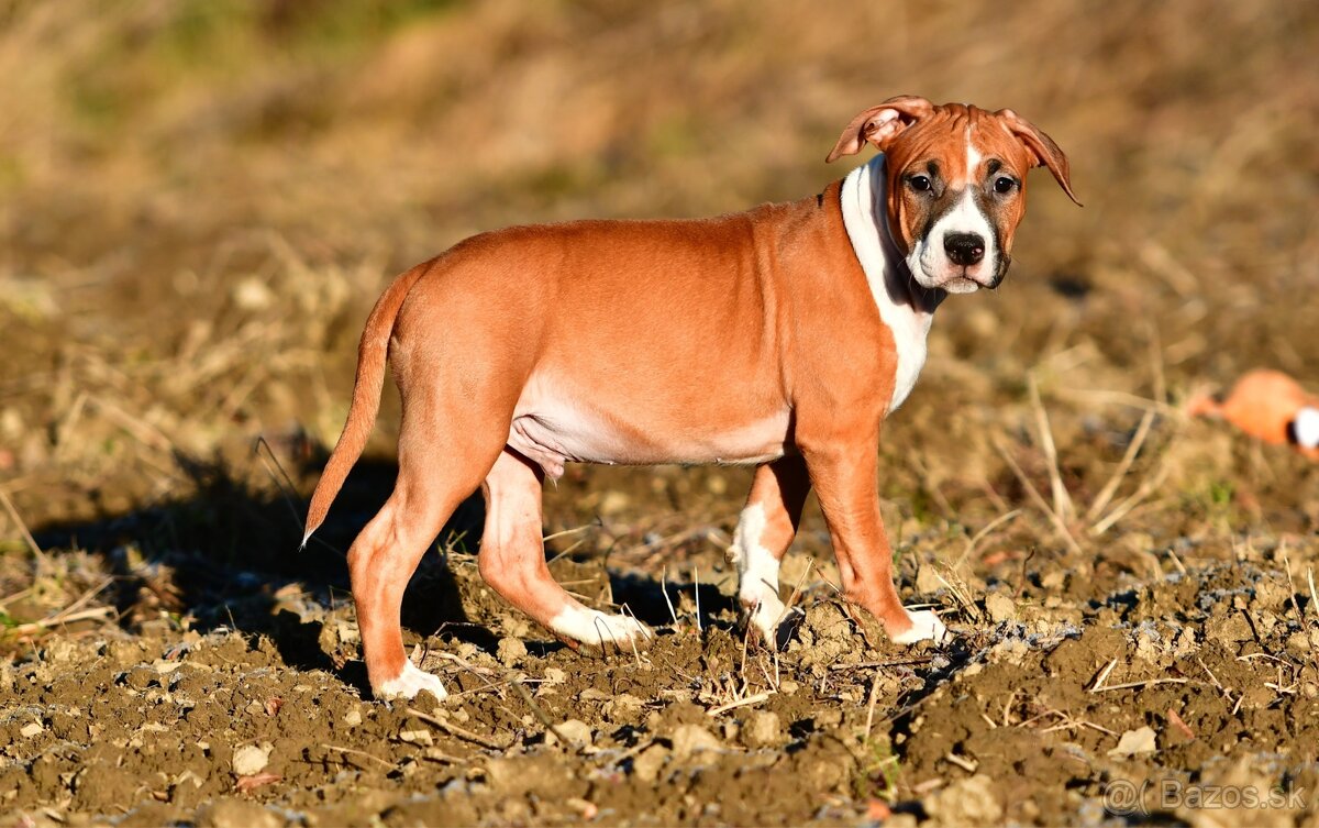 Psík Americký stafordšírsky teriér s pp - 2