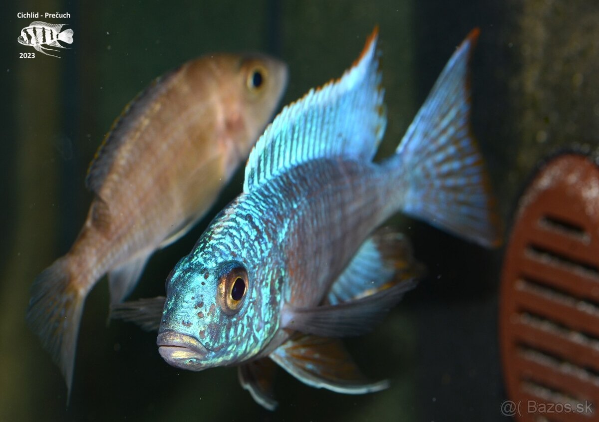 Africké cichlidy Malawi - 2