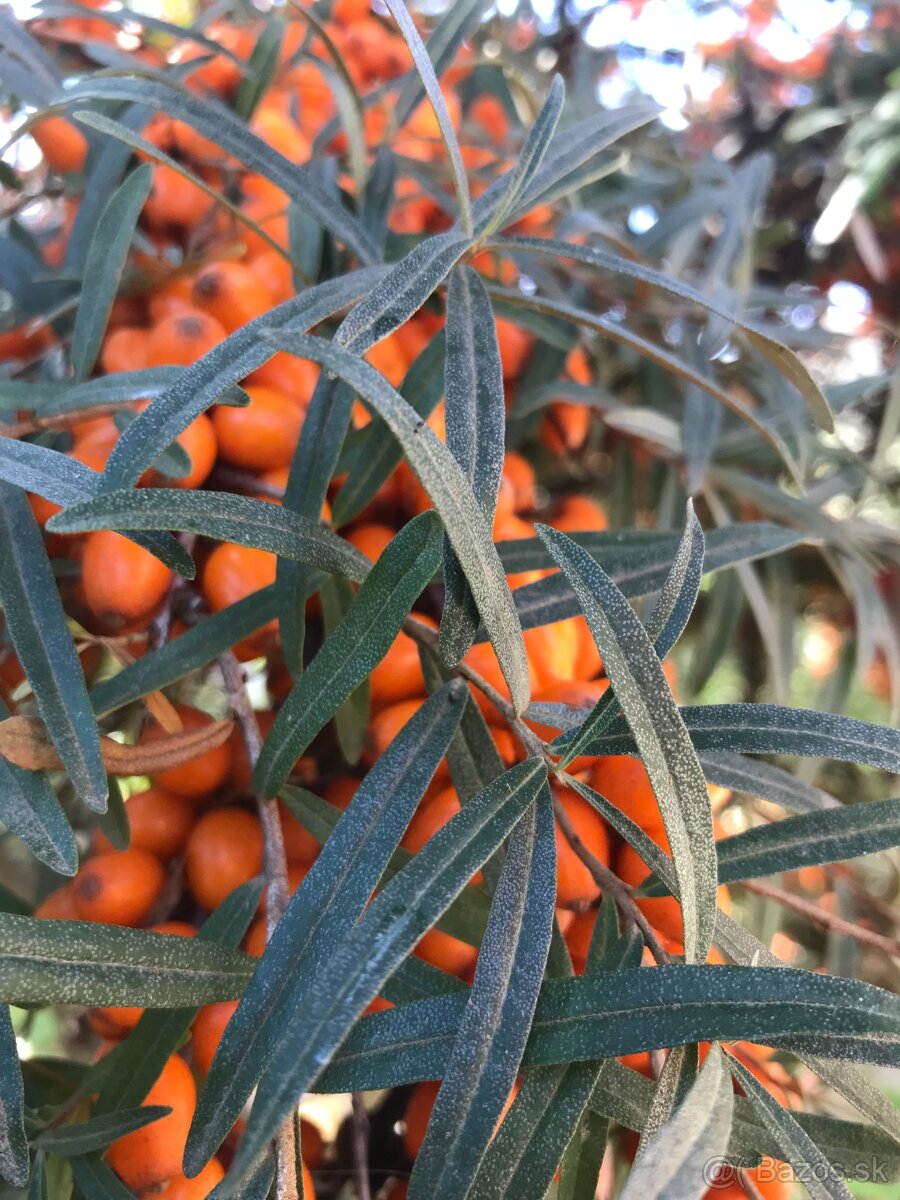 Predám RAKYTNÍK REŠETLIAKOVÝ, ker - 2