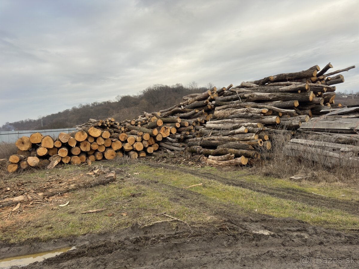 PALIVOVE DREVO-KE doprava gratis - 2