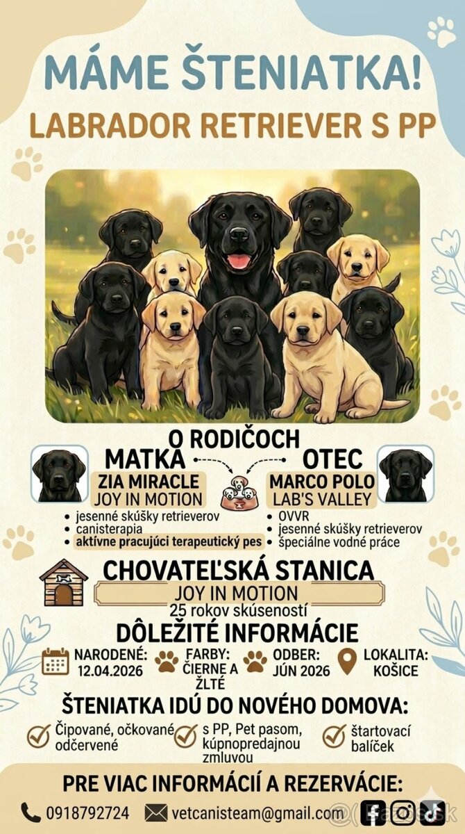 Labrador retriever - šteniatka - 2