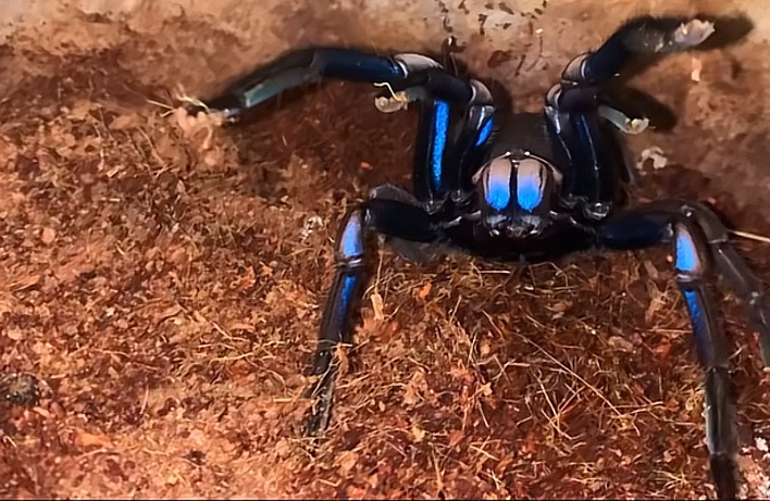 Tarantula,pavuk,vtackar - 2