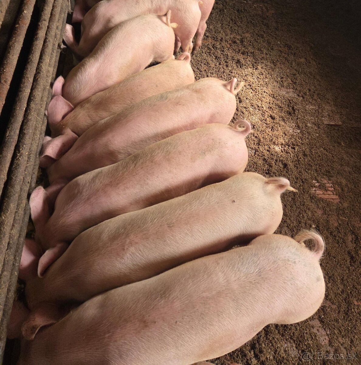 Odstavcata - 2