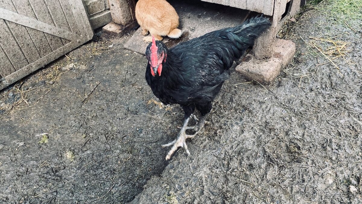 Predám kohútov vyliahnutých 29.1. 2025 - 2