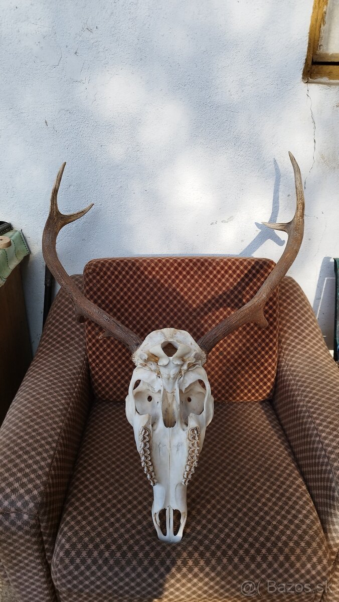 Predám trofej jeleňa, parožie zhody trofeje. - 2