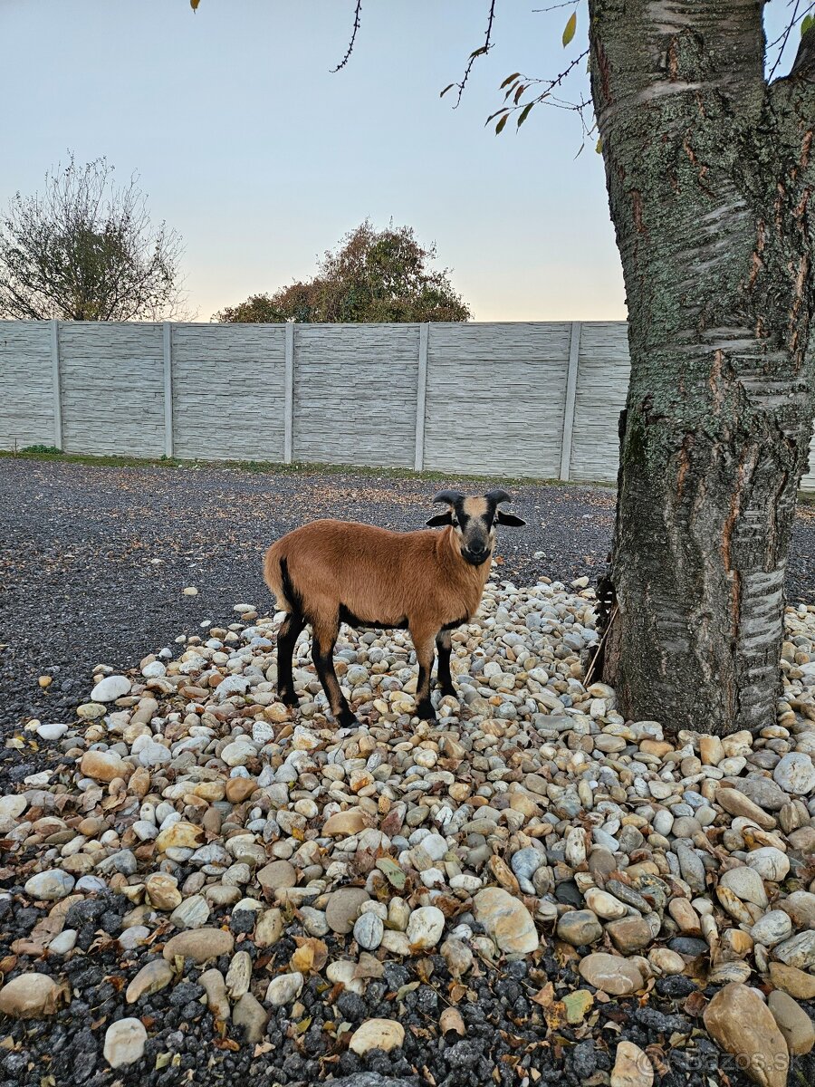 Predam kamerunske ovce - 2