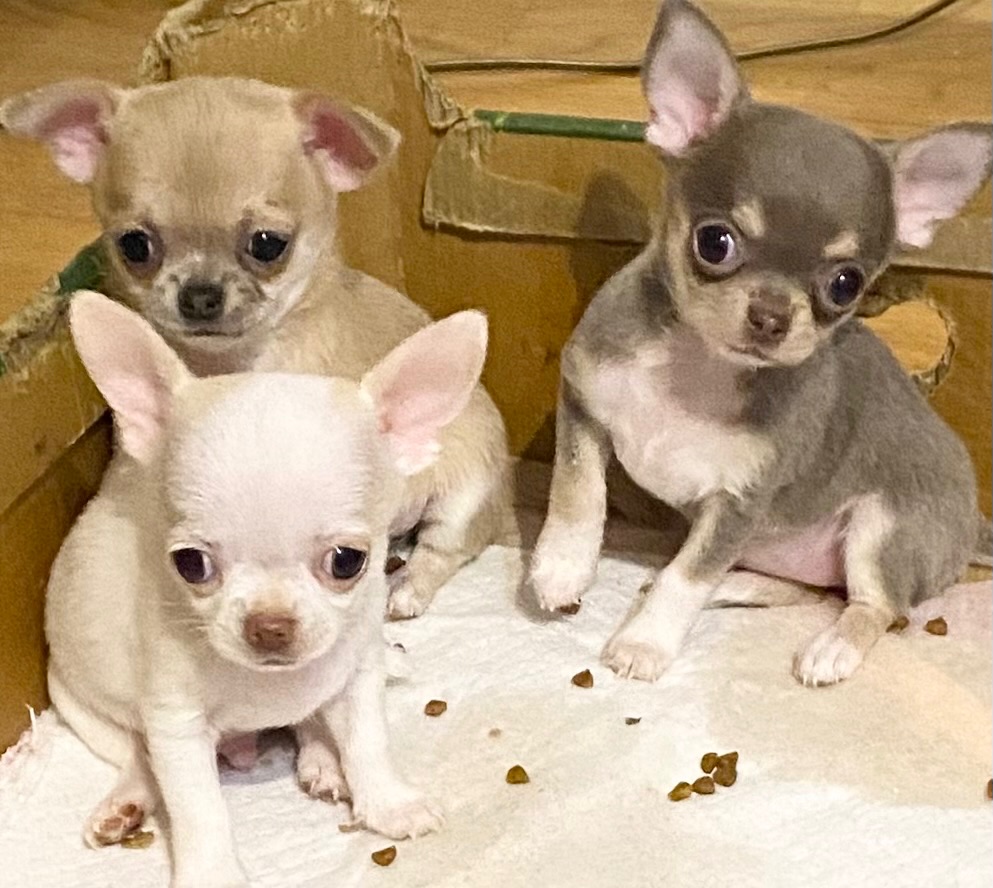 Čivava biely psík - 2