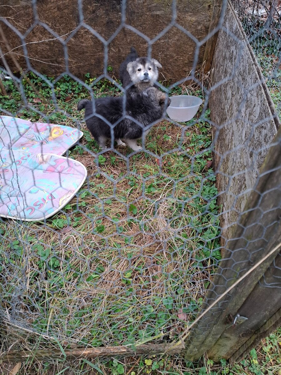 Predam šteniatka - 2