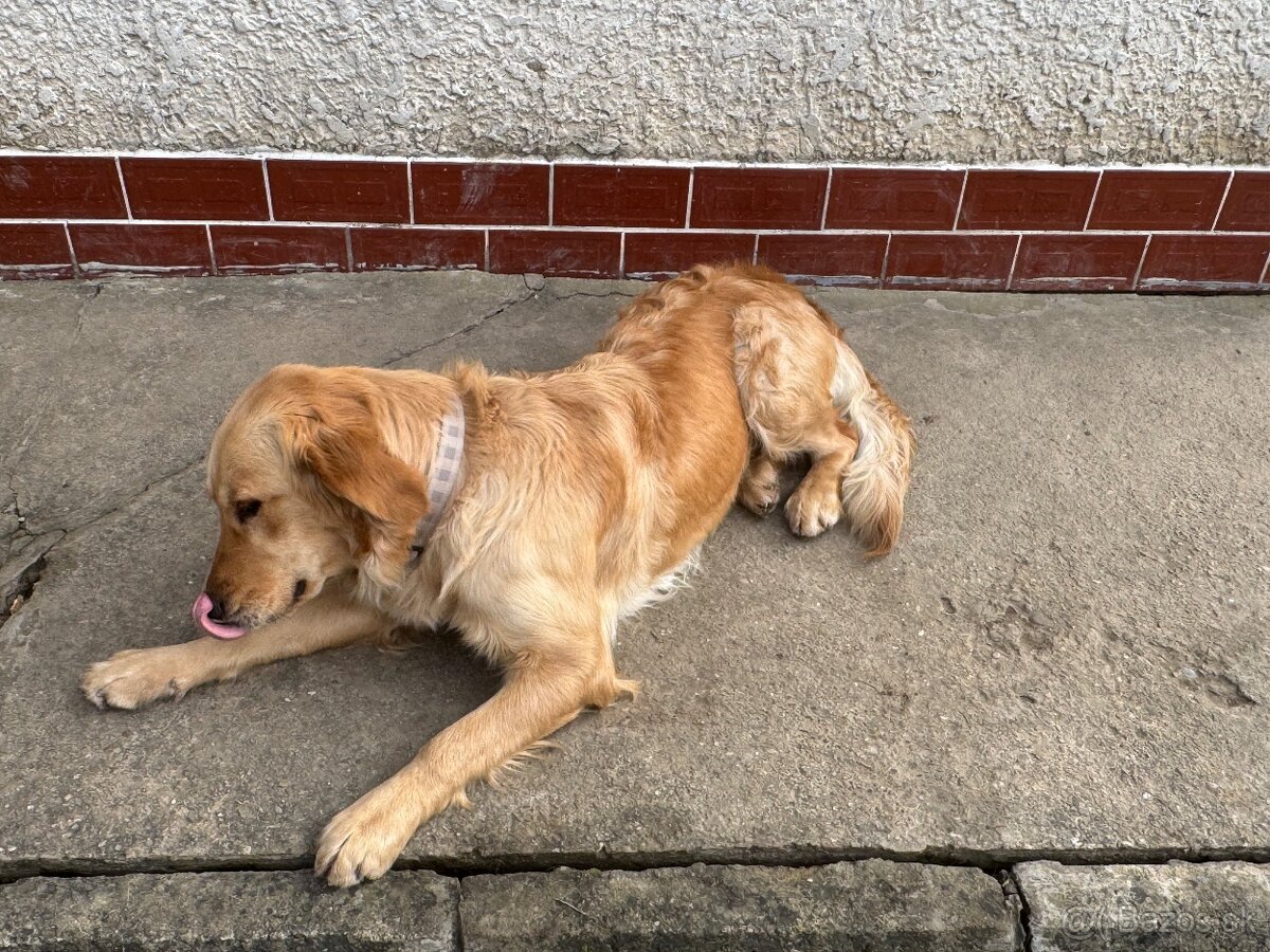 Zlaty Retriever - 2