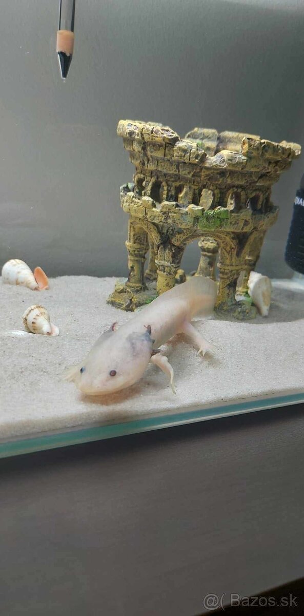 Akvárium 54l + Axolotl mexický - 2