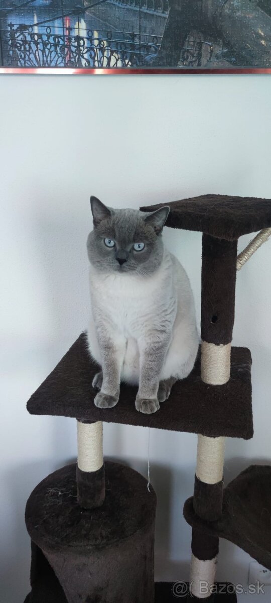 Britský kocúr krytie - 2