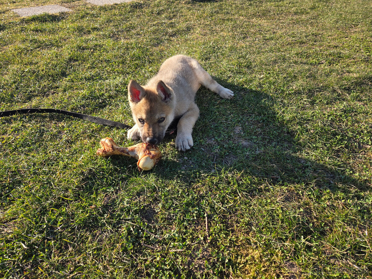 Československý vlčiak - 2