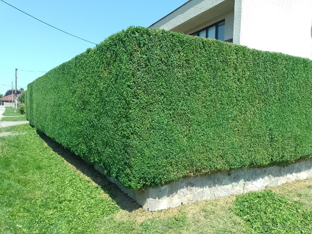 Zakladač trávnika - 2