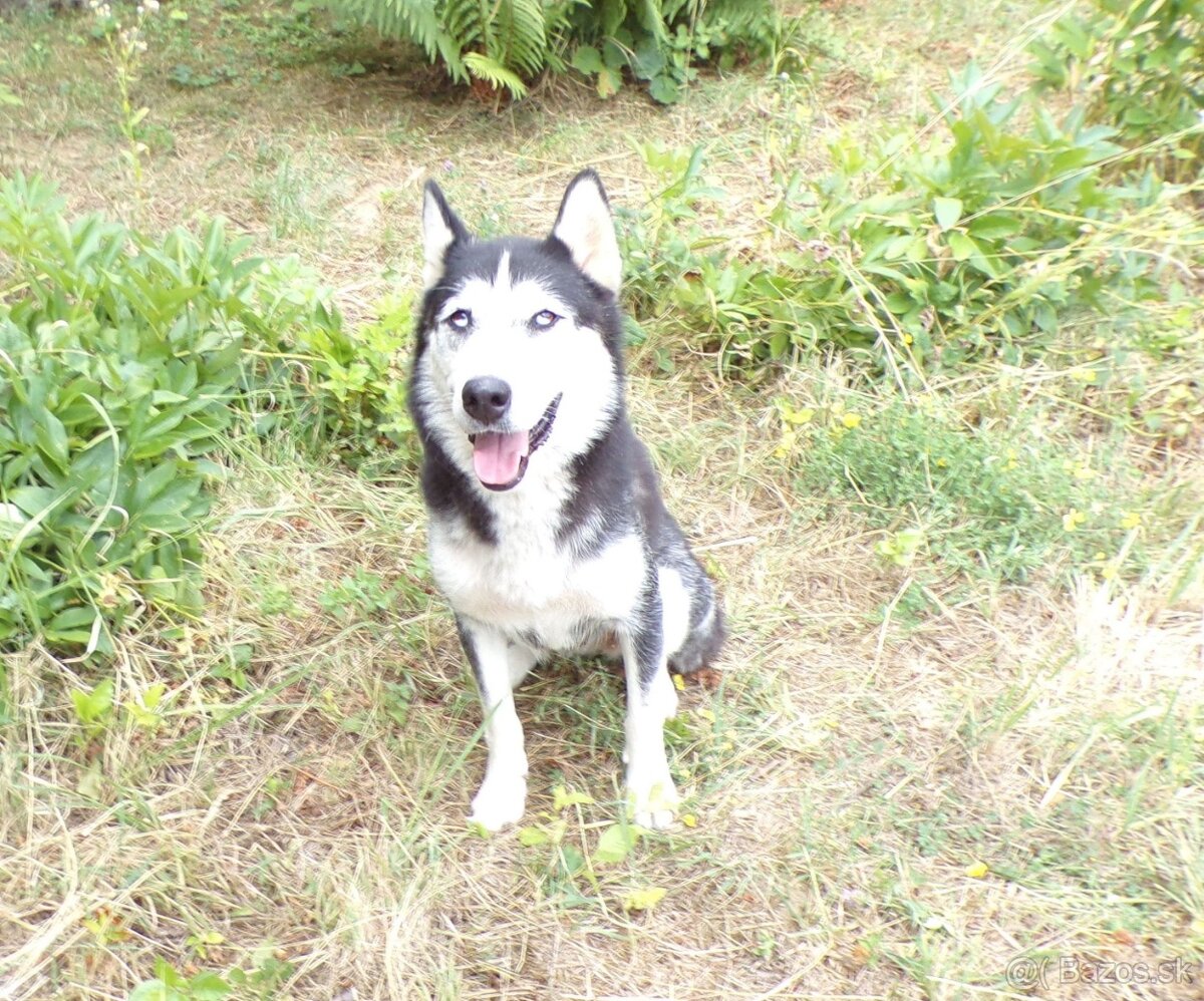 Sibírski husky- fenka - 2