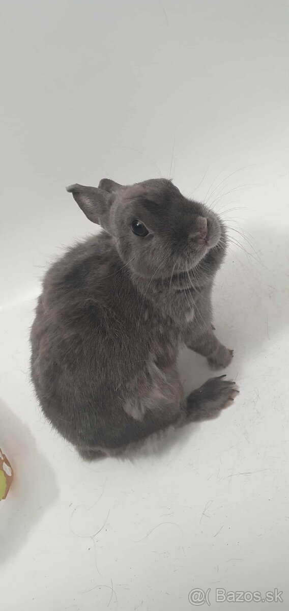 Zajac modry zakrsly - 2