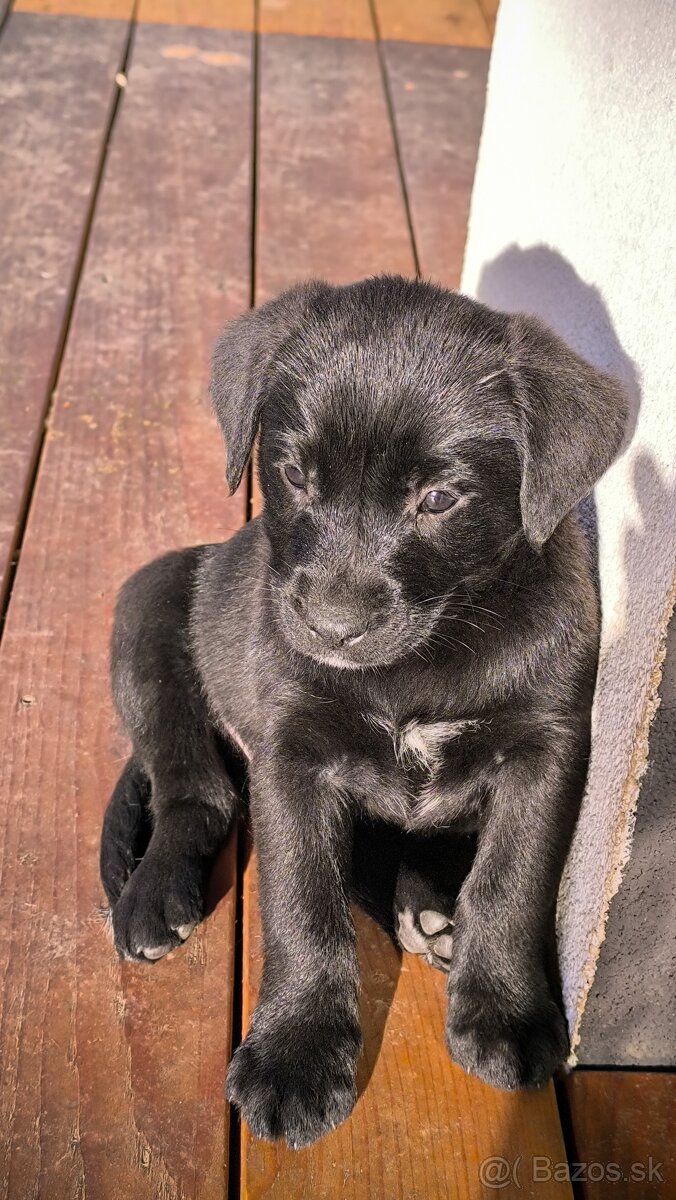 Labrador steniatko - 2