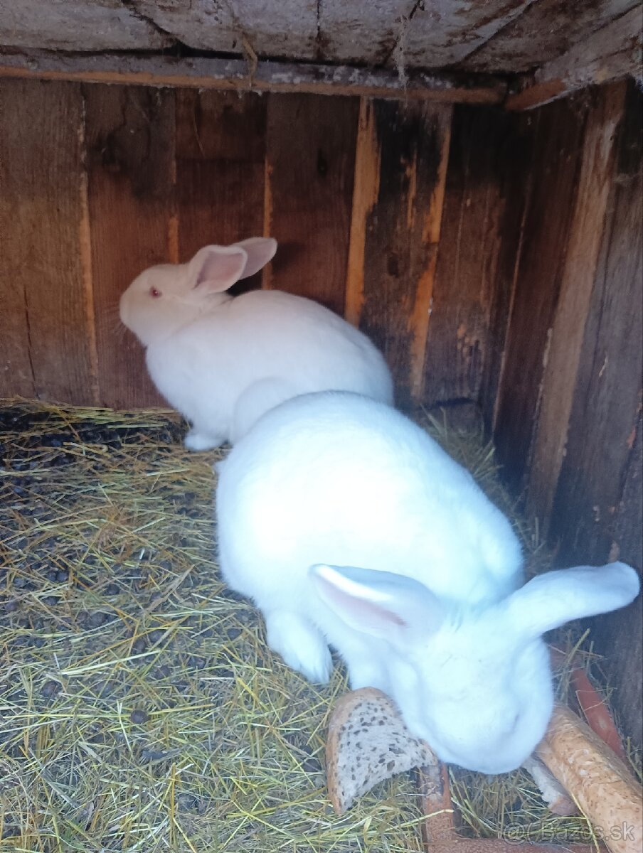 Predám zajace králiky - 2