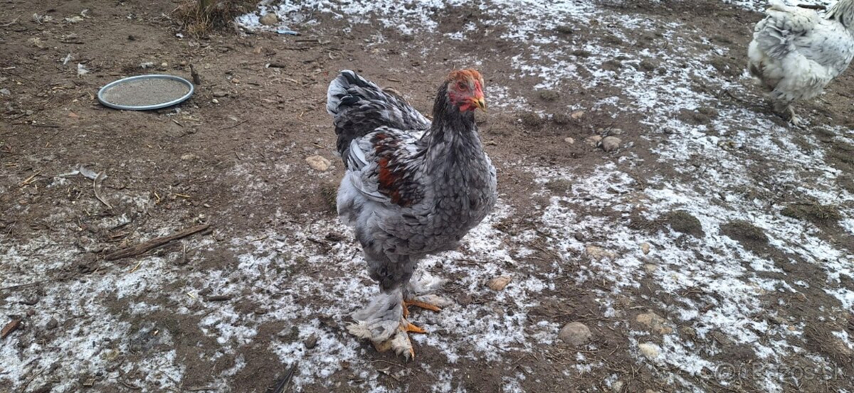 Hľadáme si nový domov - 2