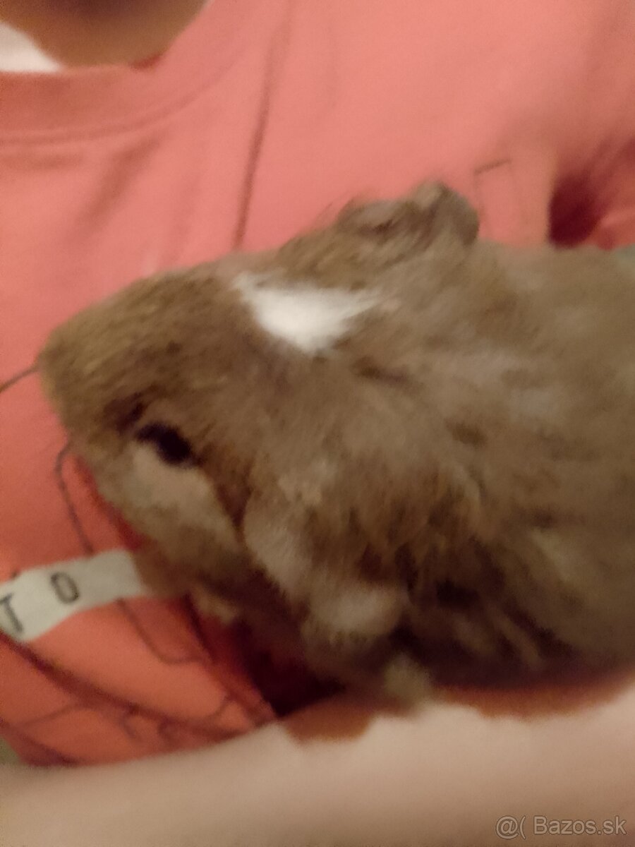 Morčiatko sheltie - 2