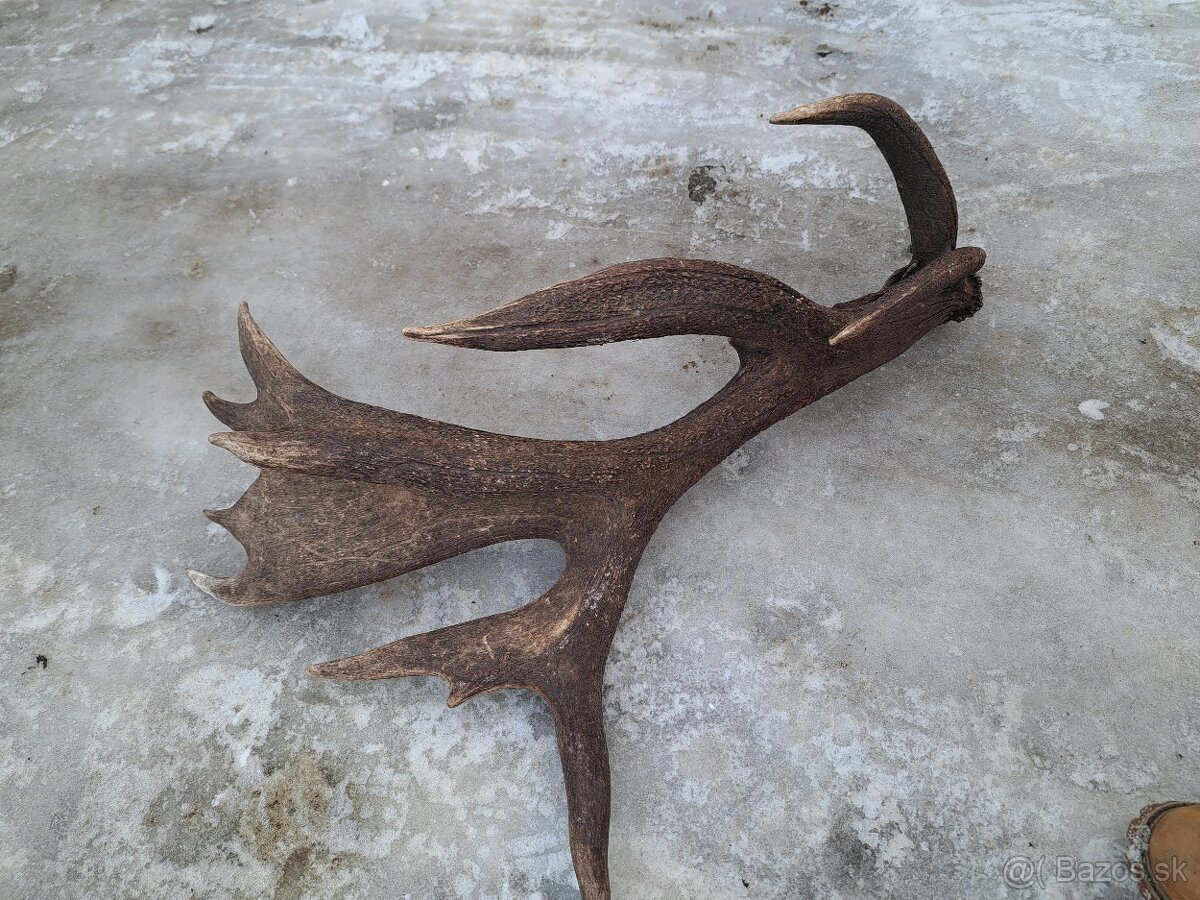 Parohy, parozie, jelen - 2