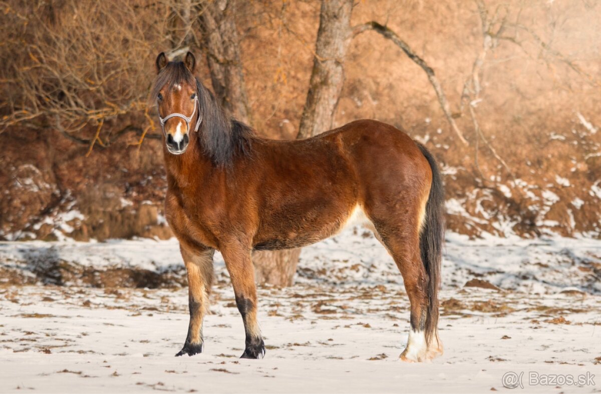 Welsh pony kobyla - 2