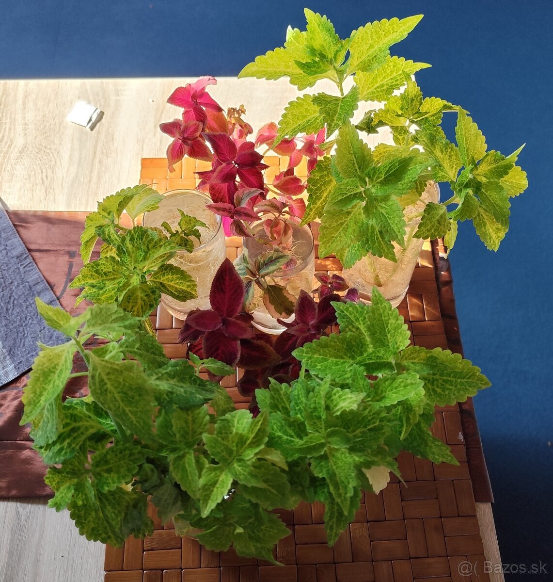 Predávam odrezky Coleus - 2