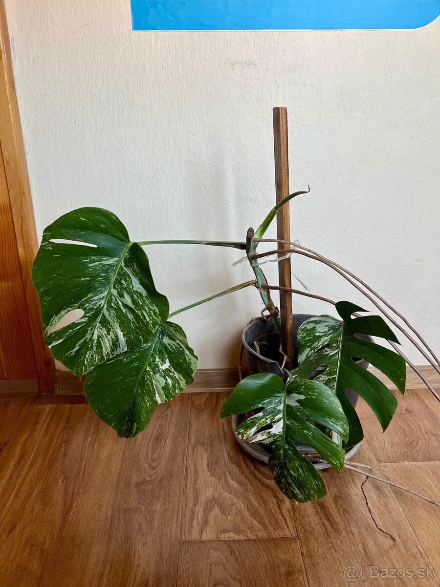 Monstera albo variegata - 2