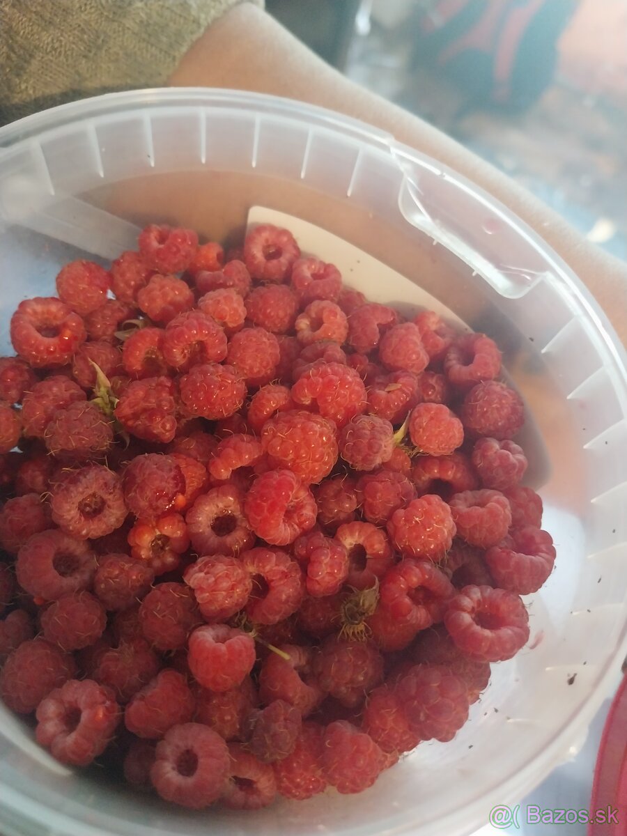 Maliny - 2