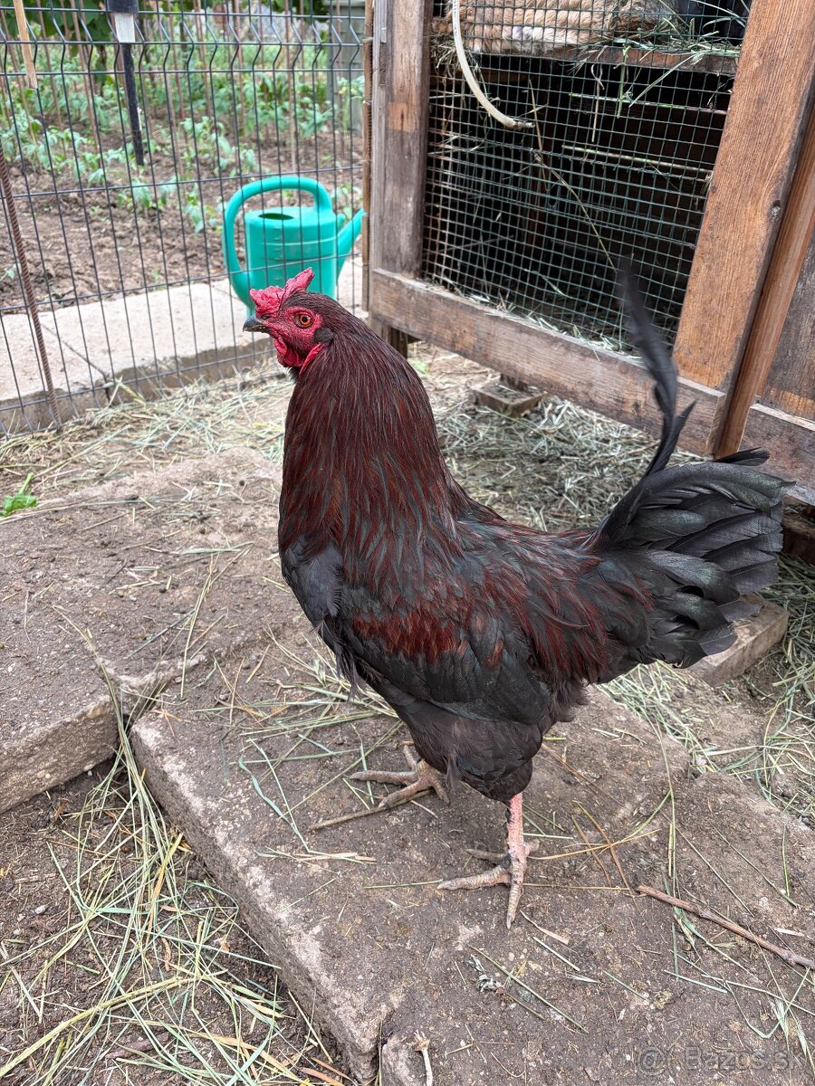 Predám kohúta Ameraucana - 2