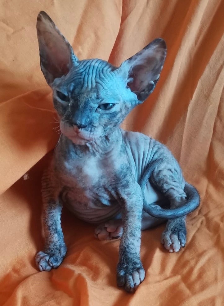 Don Sphynx Mačičky s PP - 2