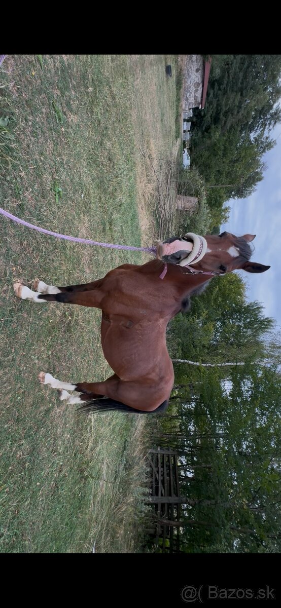 Pony valach - 2