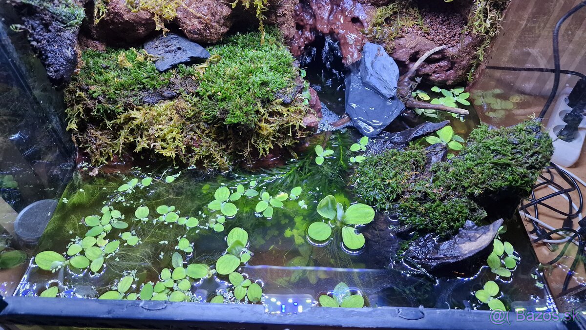 Predám Paludarium - 2