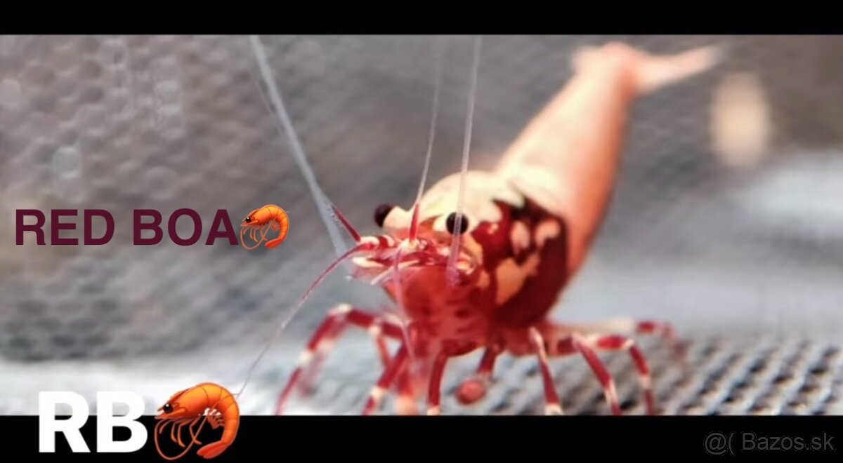 PREMIUM AKVA KREVETKY🦐Caridina a Neocaridina- Odber Zilina - 2