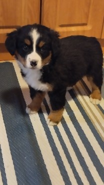 Bernský salašnícky pes - 2