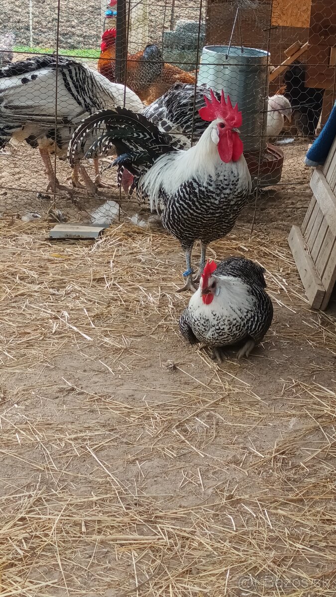 Brakelka strieborná nasadové vajíčka - 2