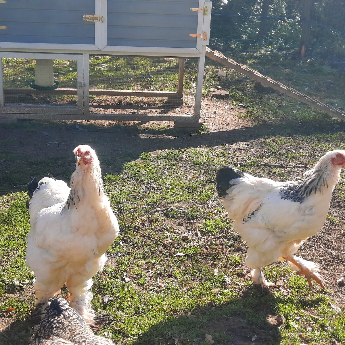 Brahmanka veľká biela- Columbia - 2