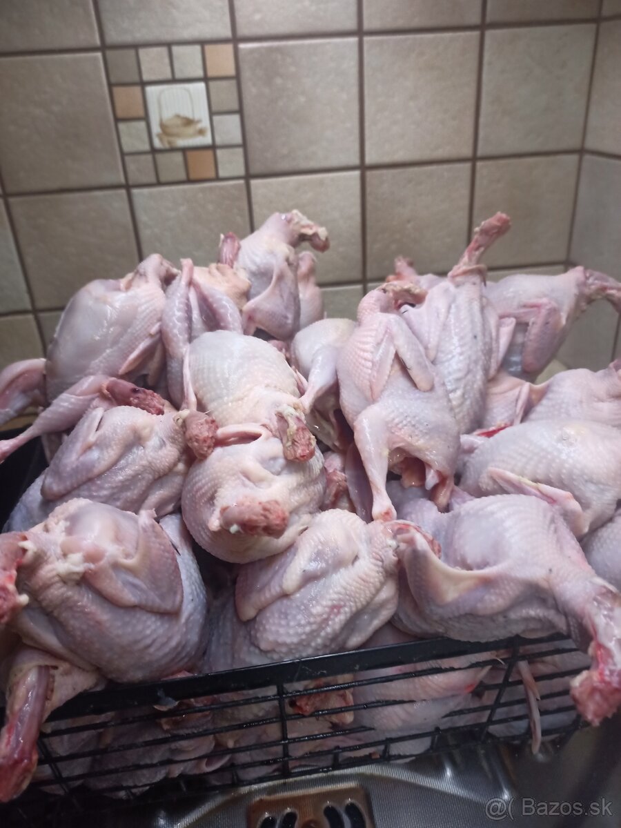 Japonské prepeličky - 2