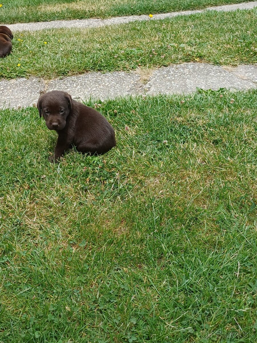 Labrador čokoládový - 2