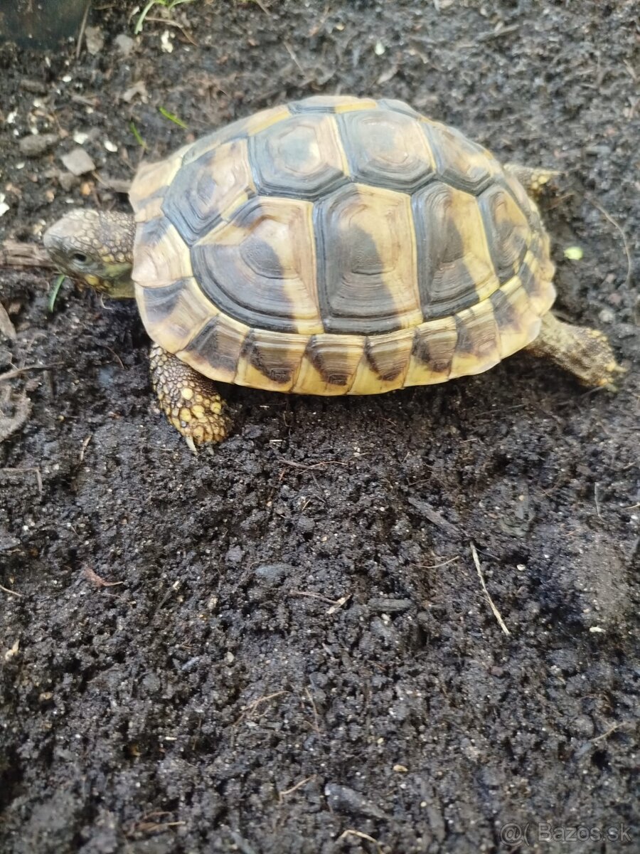 Testudo Hermanni 2024 - 2