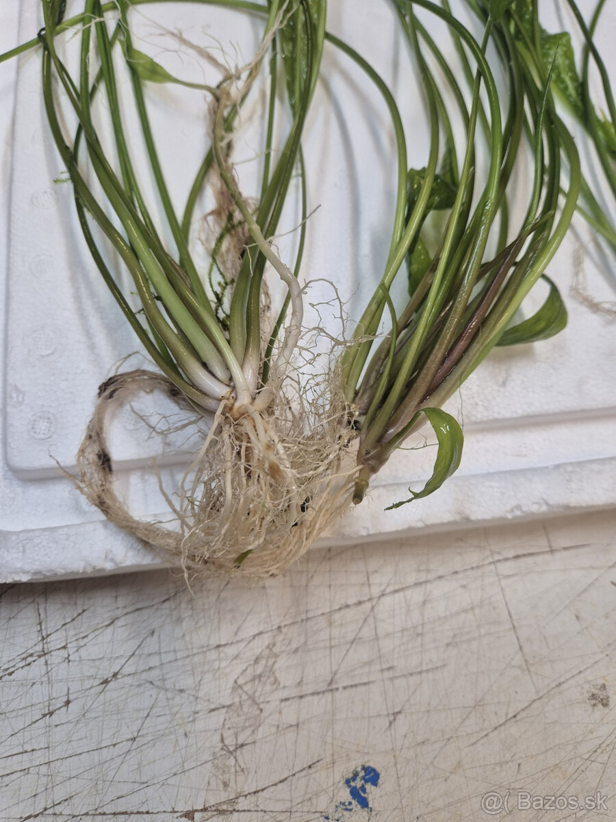 Cryptocoryne aponogetifolia - 2