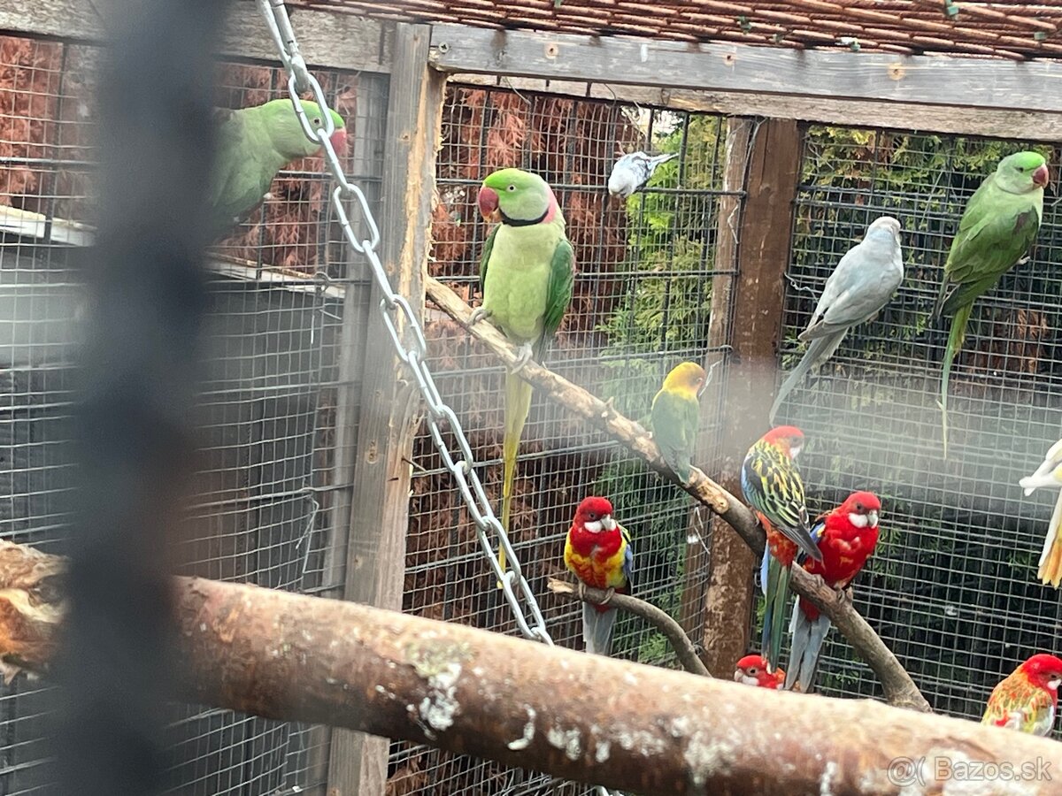 Alexander veľký , maly - 2