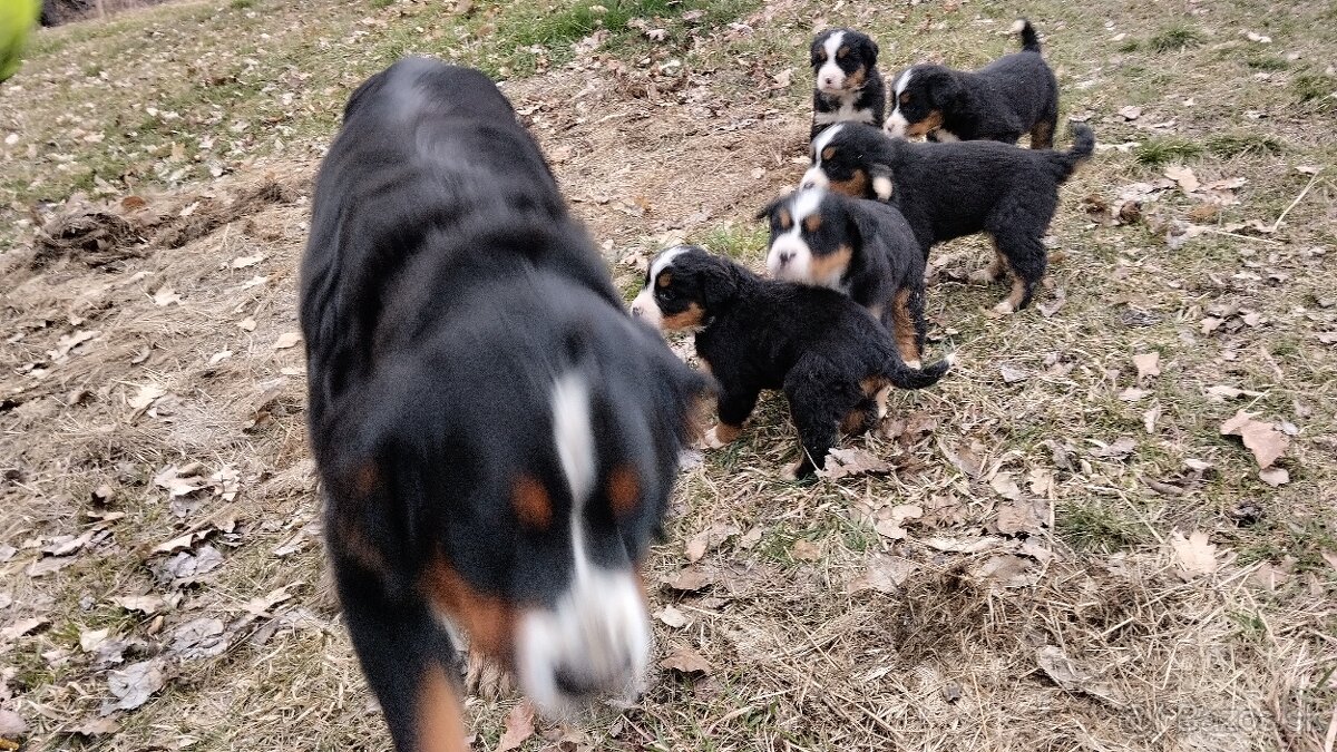 Bernský salašnícky pes - 2