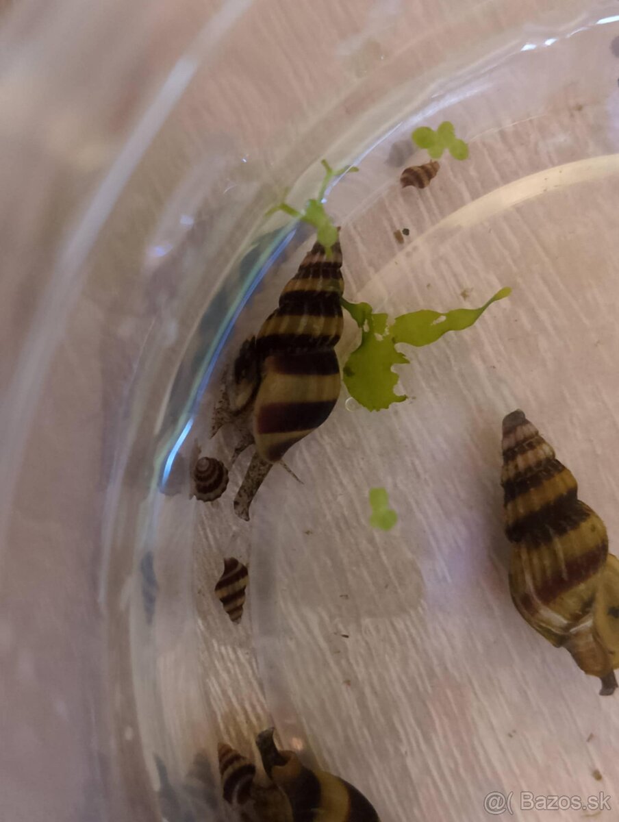 Clea helena – dravé slimáky proti premnoženým slimákom - 2