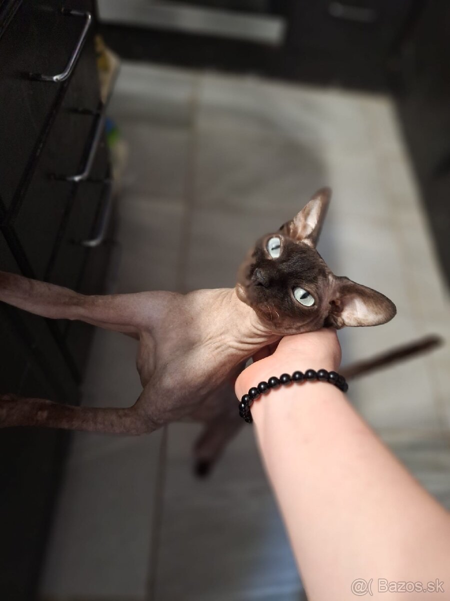 Sphynx kocúrik na krytie - 2