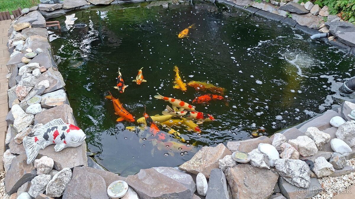 Koi kapre - 2
